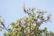 Branches of an oak tree after heavy feeding